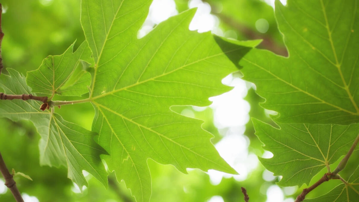 Rüyada Ağaç Yaprağı görmek